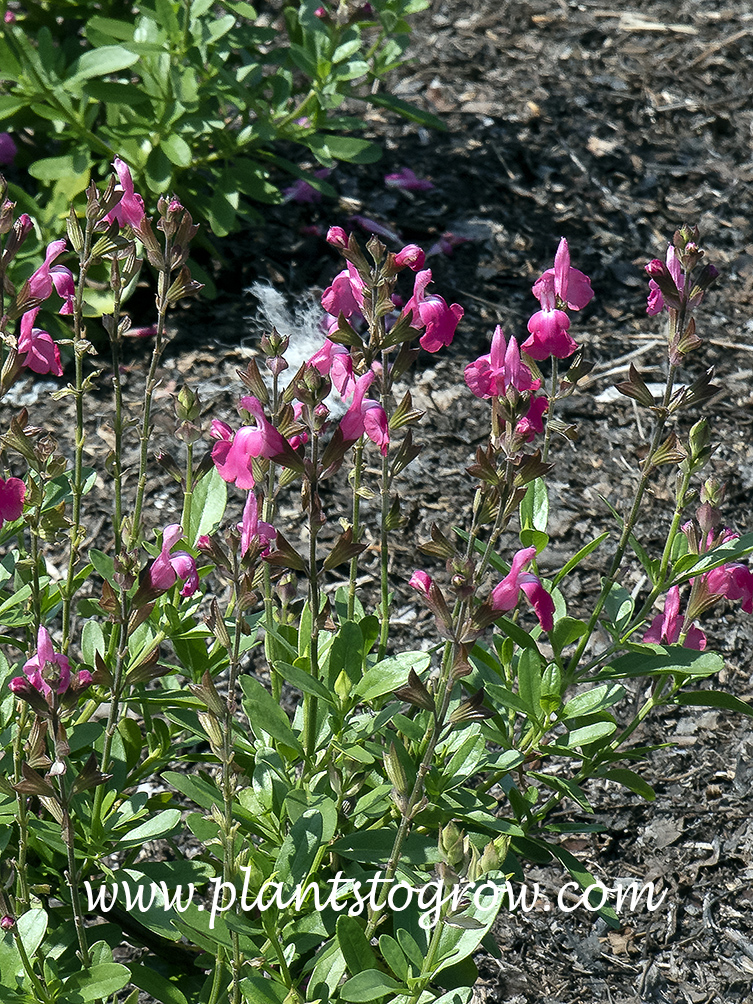 Salvia Mirage Pink (Salvia greggii)